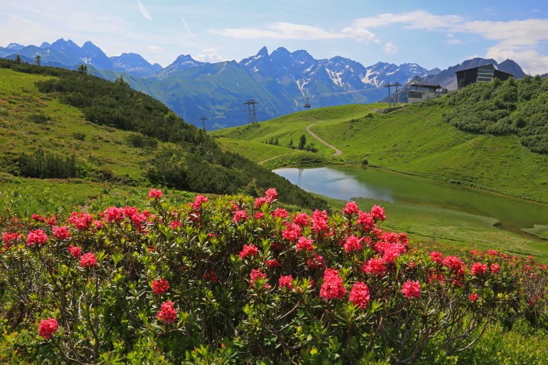 Alpenblumen am Fellhorn bei Oberstdorf - Alpenrose und Enzian mit Panorama ins Kleinwalsertal